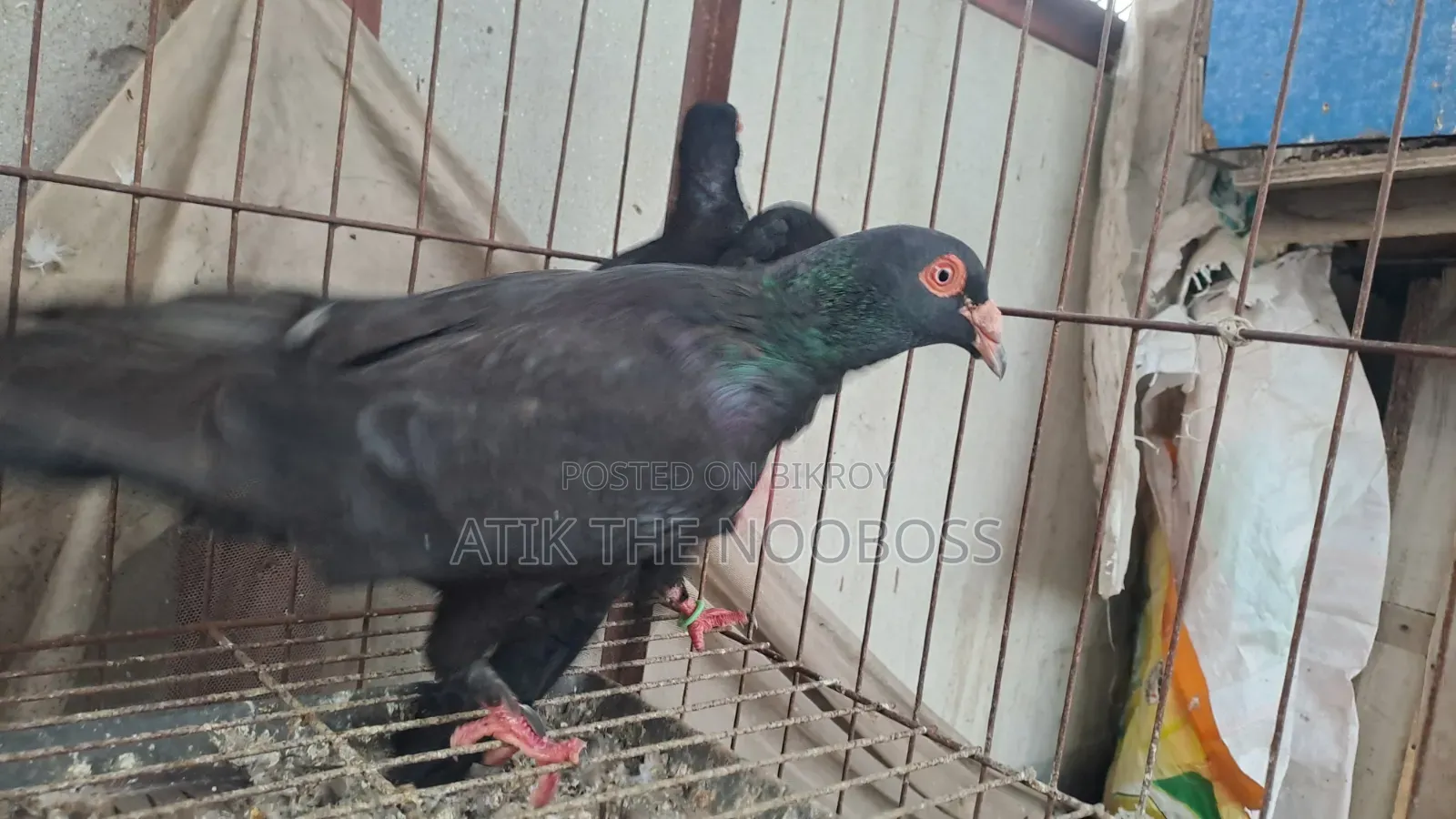 Homa Pigeon Running Pair