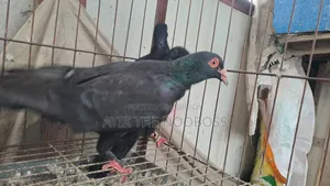 Homa Pigeon Running Pair