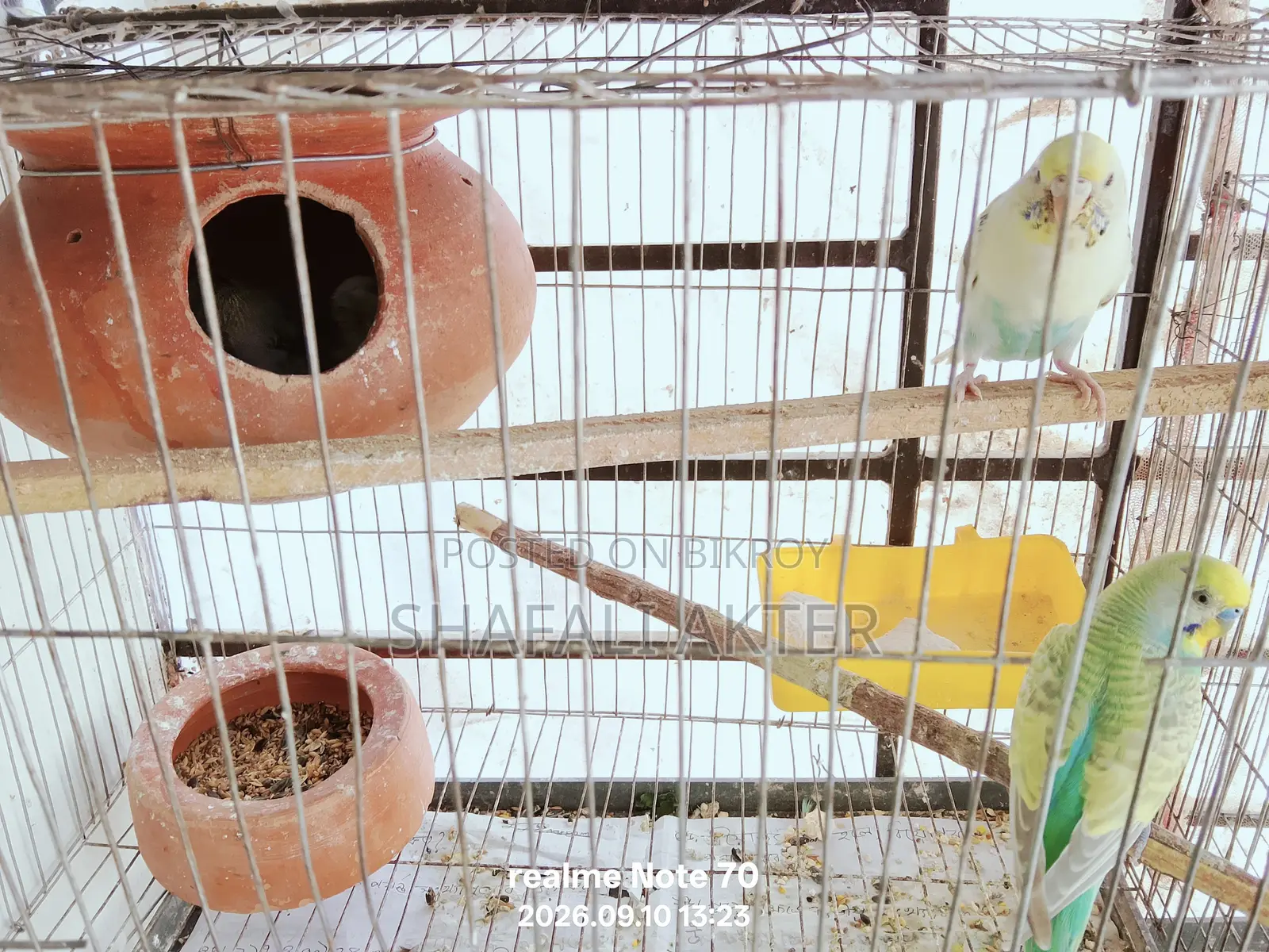 Budgerigar and Lutino Bird Pairs (Running/Egg-Laying) and Chicks for Sale