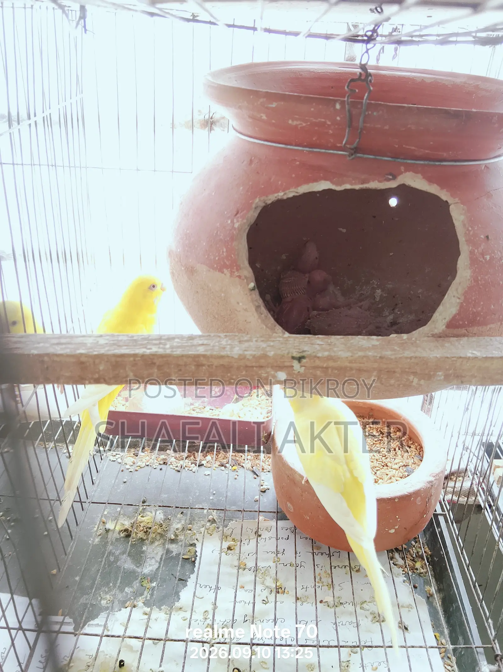 Budgerigar and Lutino Bird Pairs (Running/Egg-Laying) and Chicks for Sale