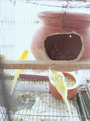 Budgerigar and Lutino Bird Pairs (Running/Egg-Laying) and Chicks for Sale