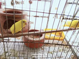 Budgerigar and Lutino Bird Pairs (Running/Egg-Laying) and Chicks for Sale