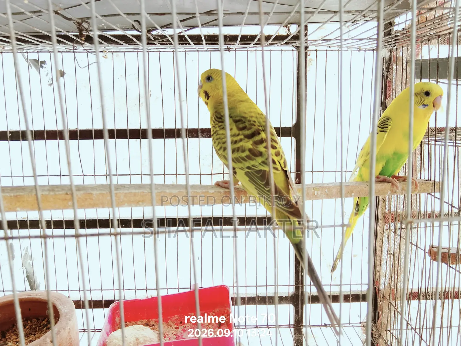 Budgerigar and Lutino Bird Pairs (Running/Egg-Laying) and Chicks for Sale