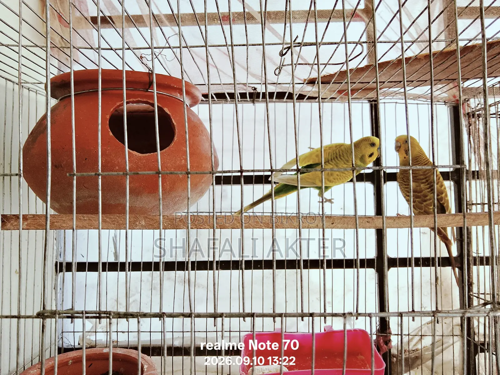 Budgerigar and Lutino Bird Pairs (Running/Egg-Laying) and Chicks for Sale