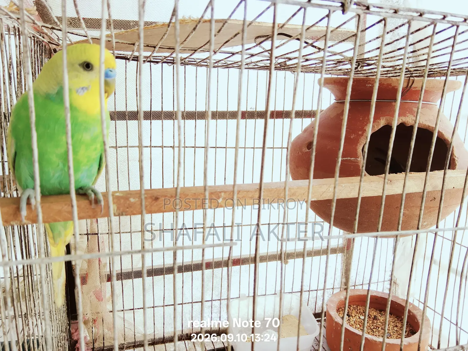 Budgerigar and Lutino Bird Pairs (Running/Egg-Laying) and Chicks for Sale