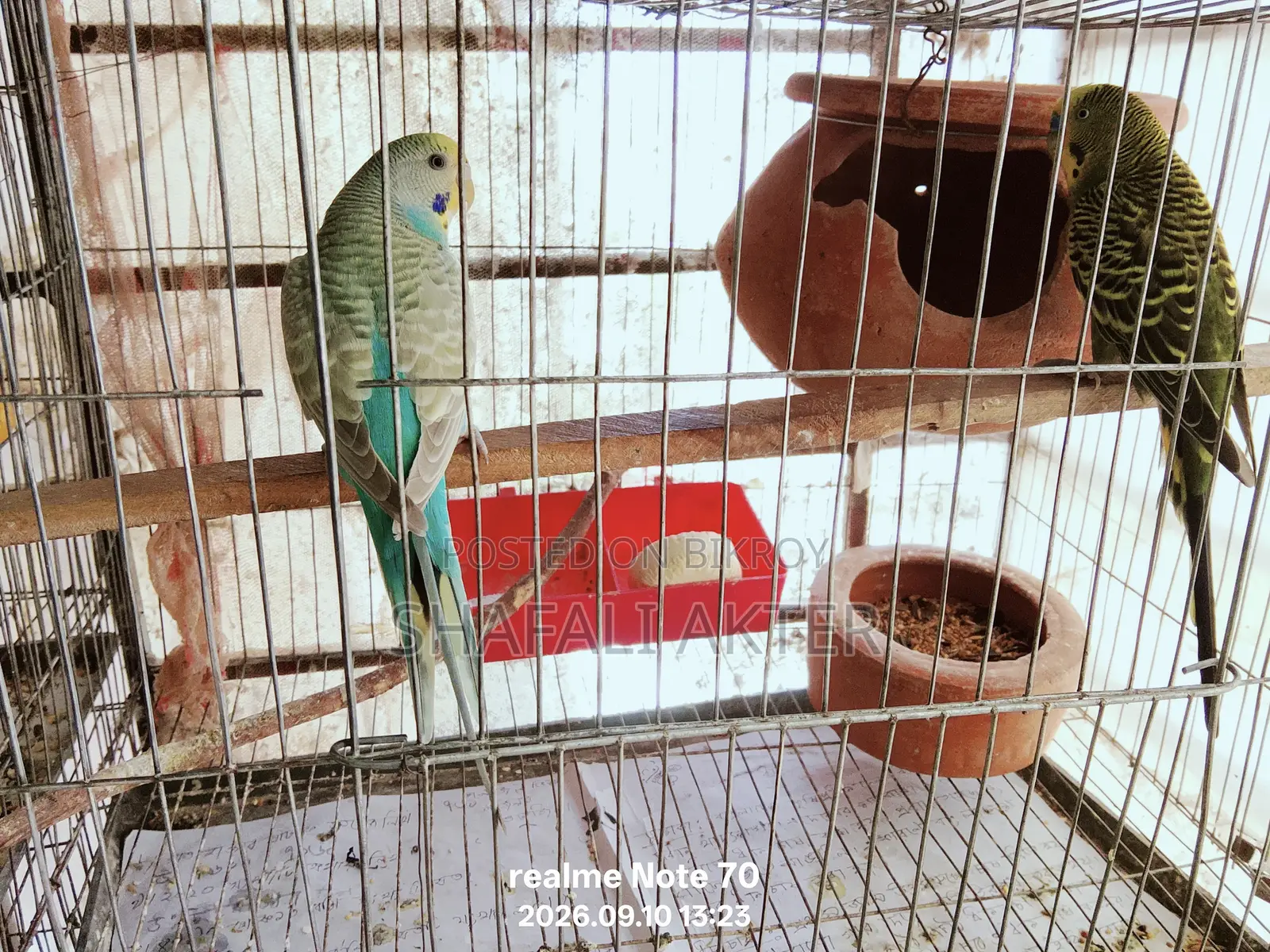 Budgerigar and Lutino Bird Pairs (Running/Egg-Laying) and Chicks for Sale
