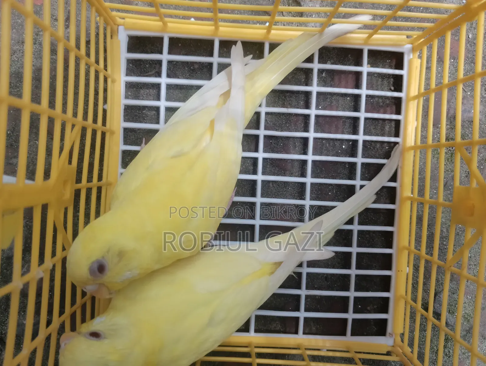 Some beautiful Budgie birds for sale