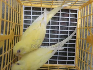 Some beautiful Budgie birds for sale