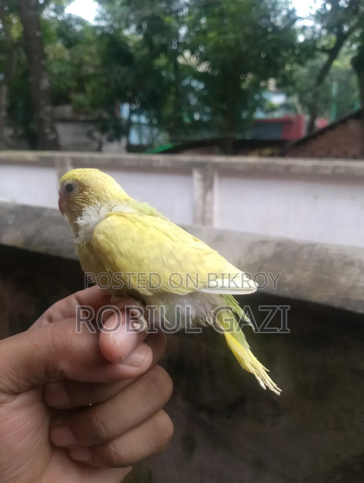 Some beautiful Budgie birds for sale