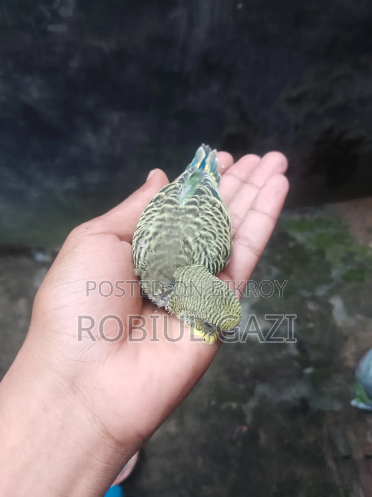 Some beautiful Budgie birds for sale