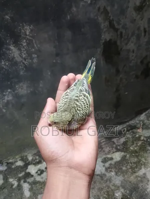 Some beautiful Budgie birds for sale