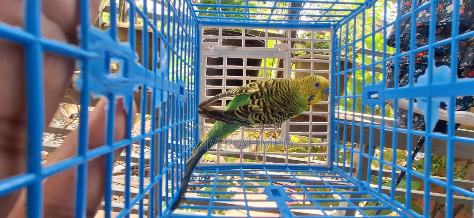 Budgerigar Running Male