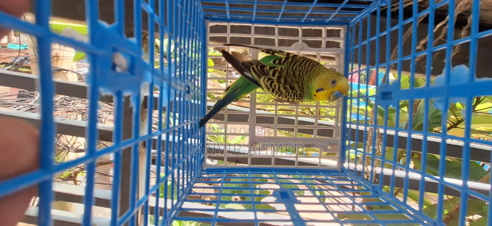 Budgerigar Running Male