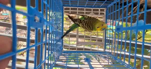 Budgerigar Running Male