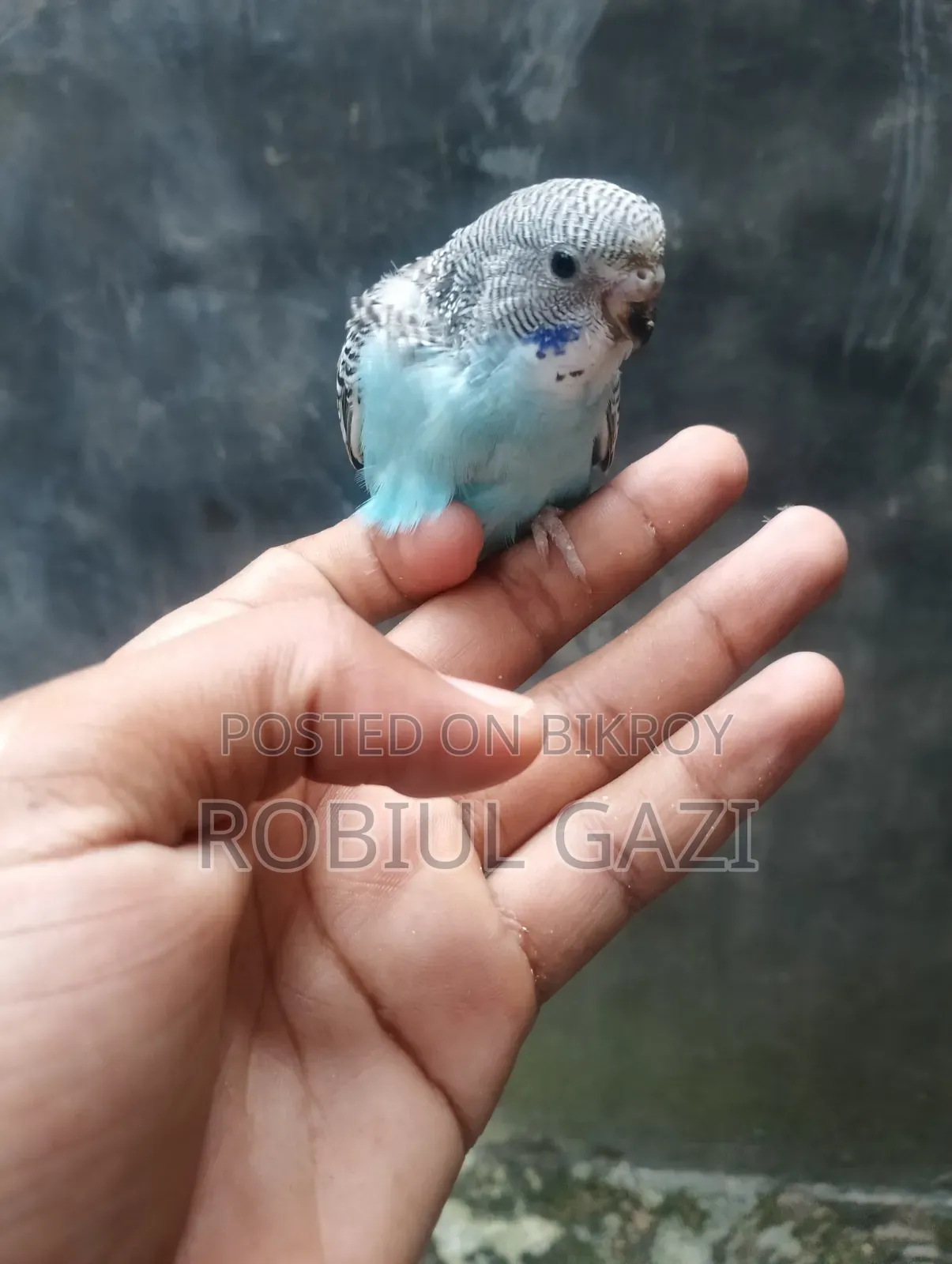Some beautiful Budgie birds for sale
