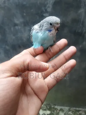 Some beautiful Budgie birds for sale