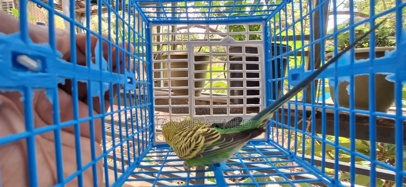 Budgerigar Running Male
