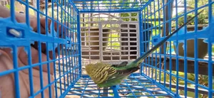 Budgerigar Running Male