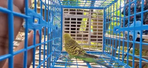 Budgerigar Running Male