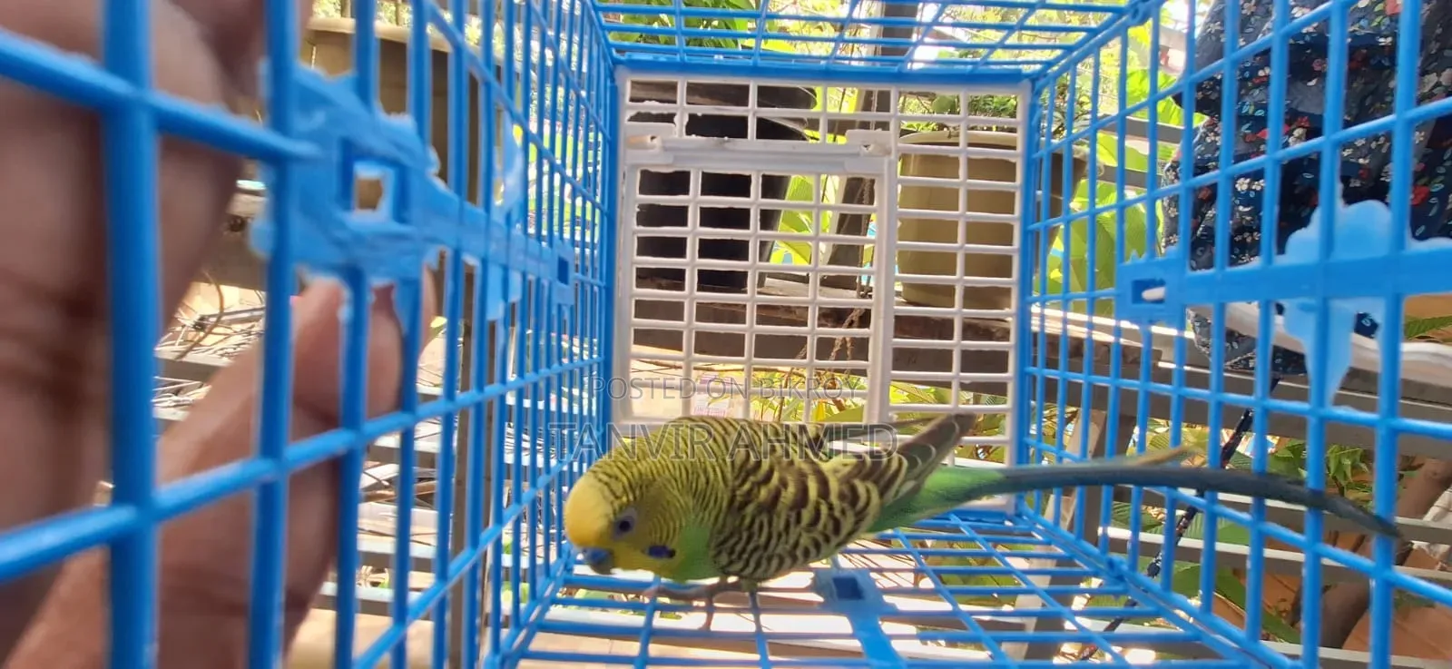 Budgerigar Running Male
