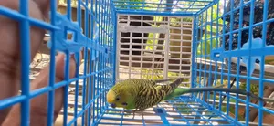 Budgerigar Running Male