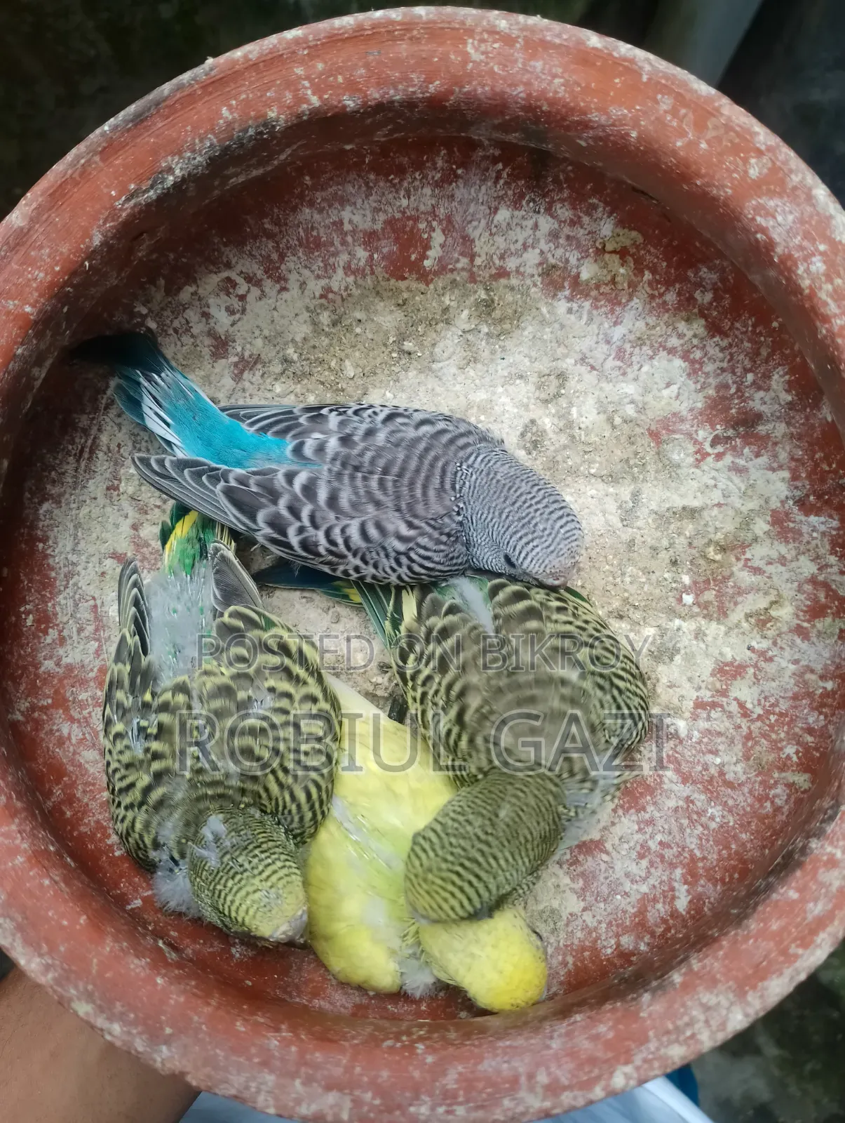 Some beautiful Budgie birds for sale
