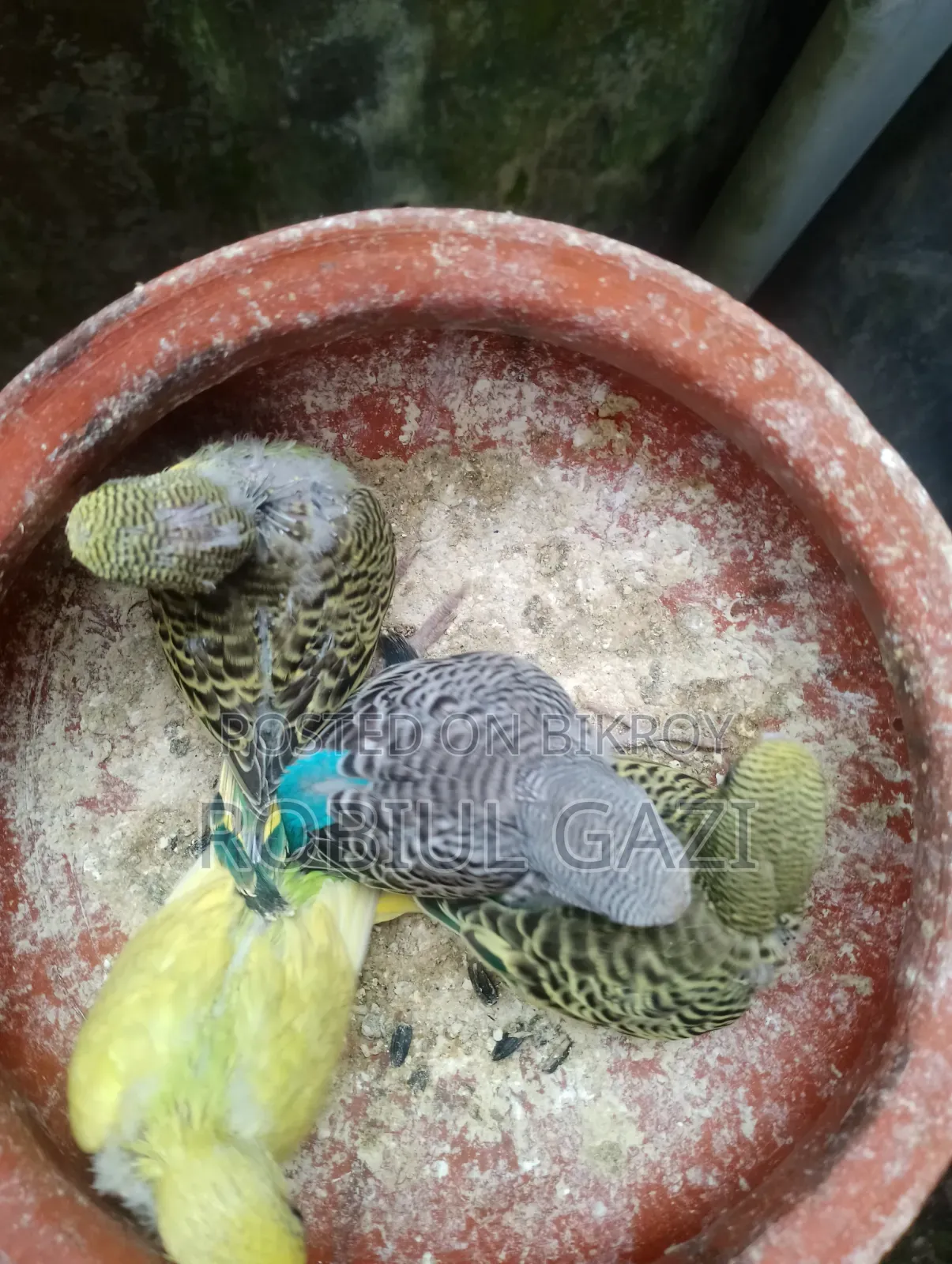 Some beautiful Budgie birds for sale