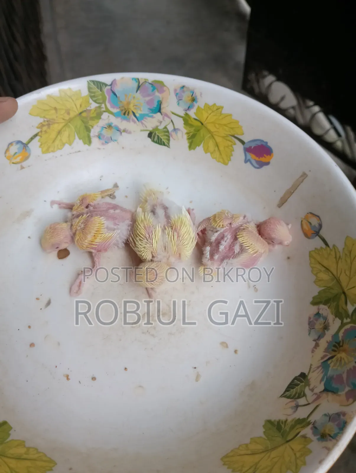Some beautiful Budgie birds for sale