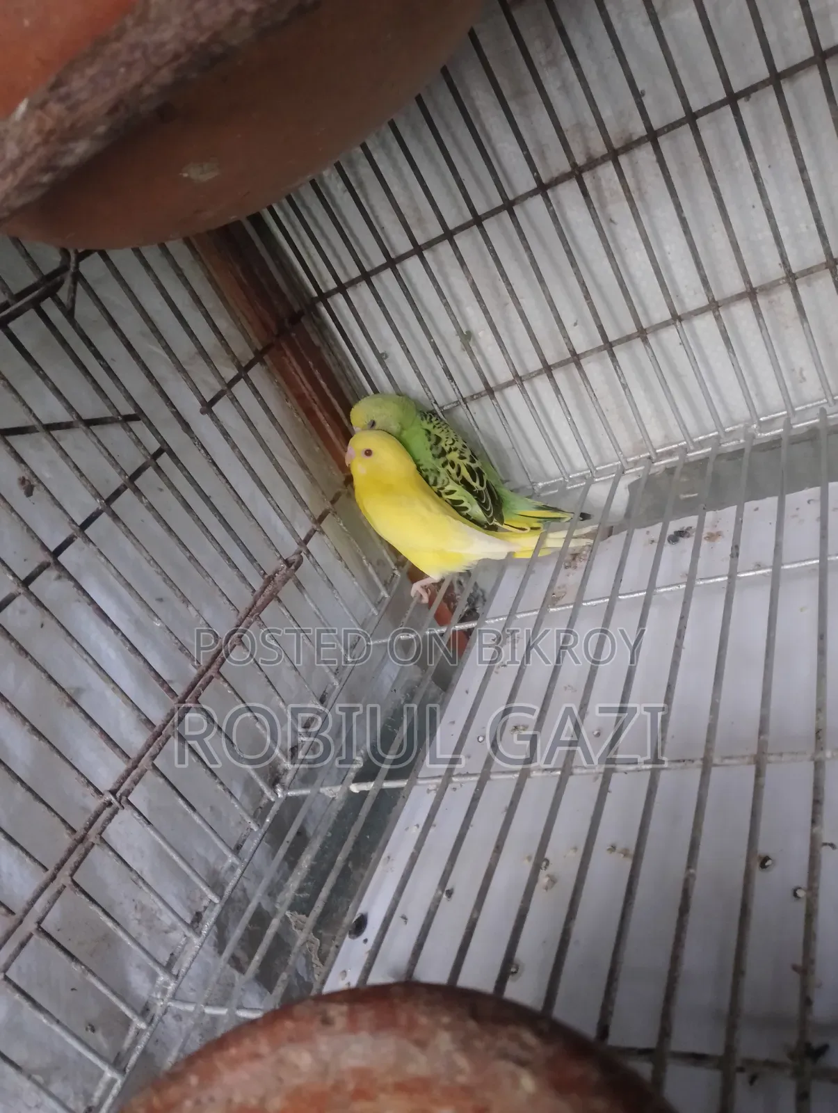 Some beautiful Budgie birds for sale