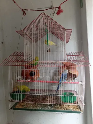 3 Pairs of Budgie Birds for Sale