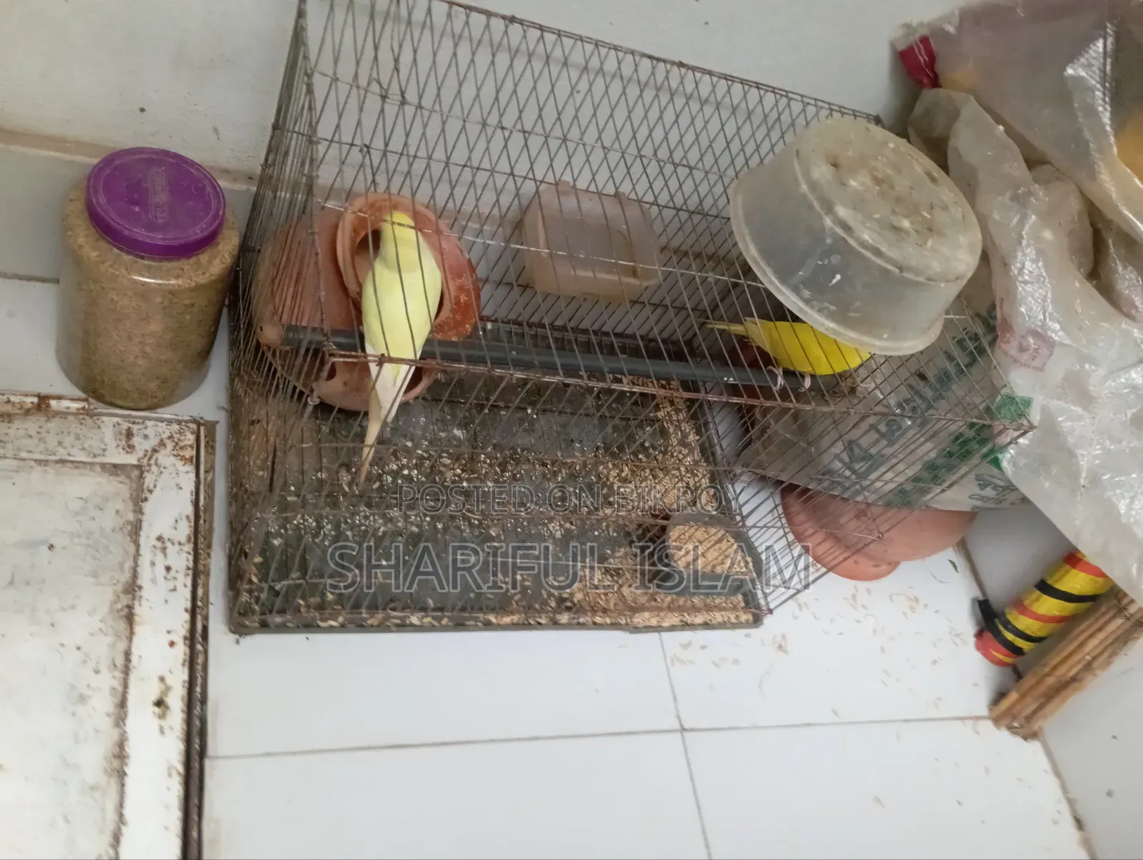 3 Pairs of Budgie Birds for Sale