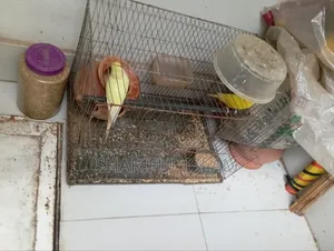 3 Pairs of Budgie Birds for Sale