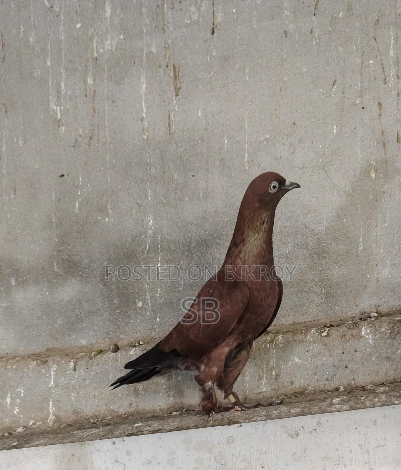 Single Male Pigeon
