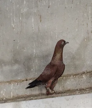 Single Male Pigeon