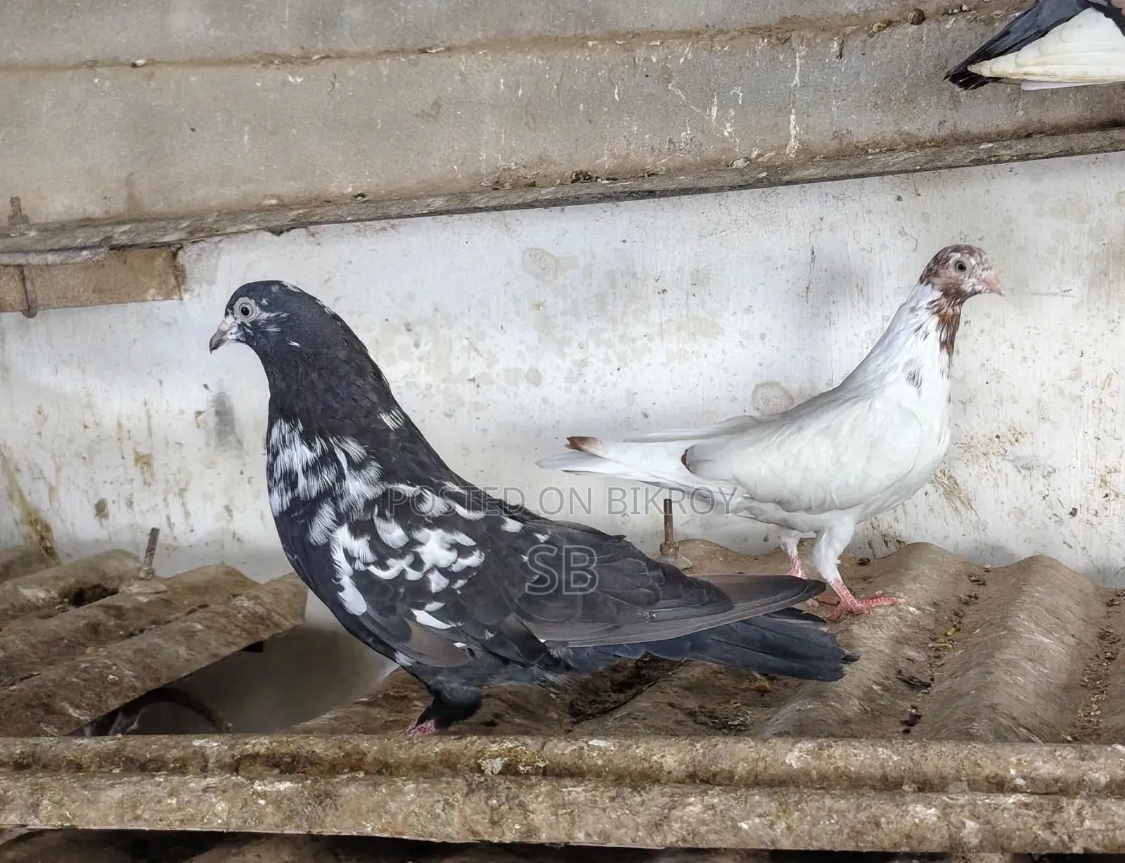 Single Male Pigeon