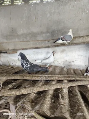 Single Male Pigeon