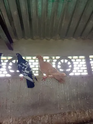 Single Male Pigeon