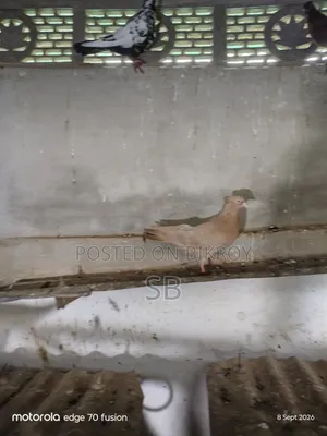 Single Male Pigeon