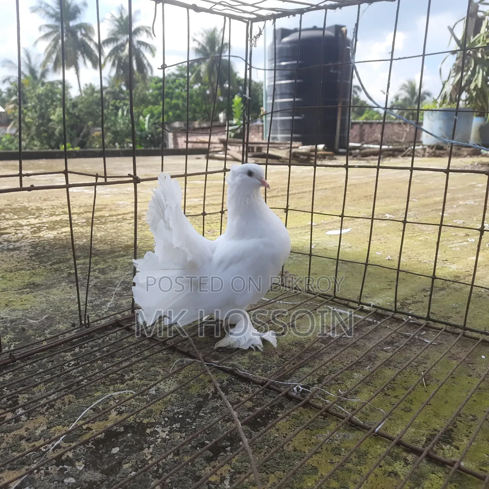 One piece white lakha female