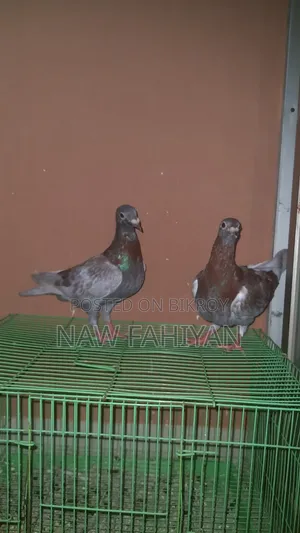 Racer Pigeon