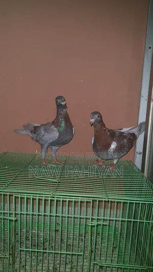 Racer Pigeon