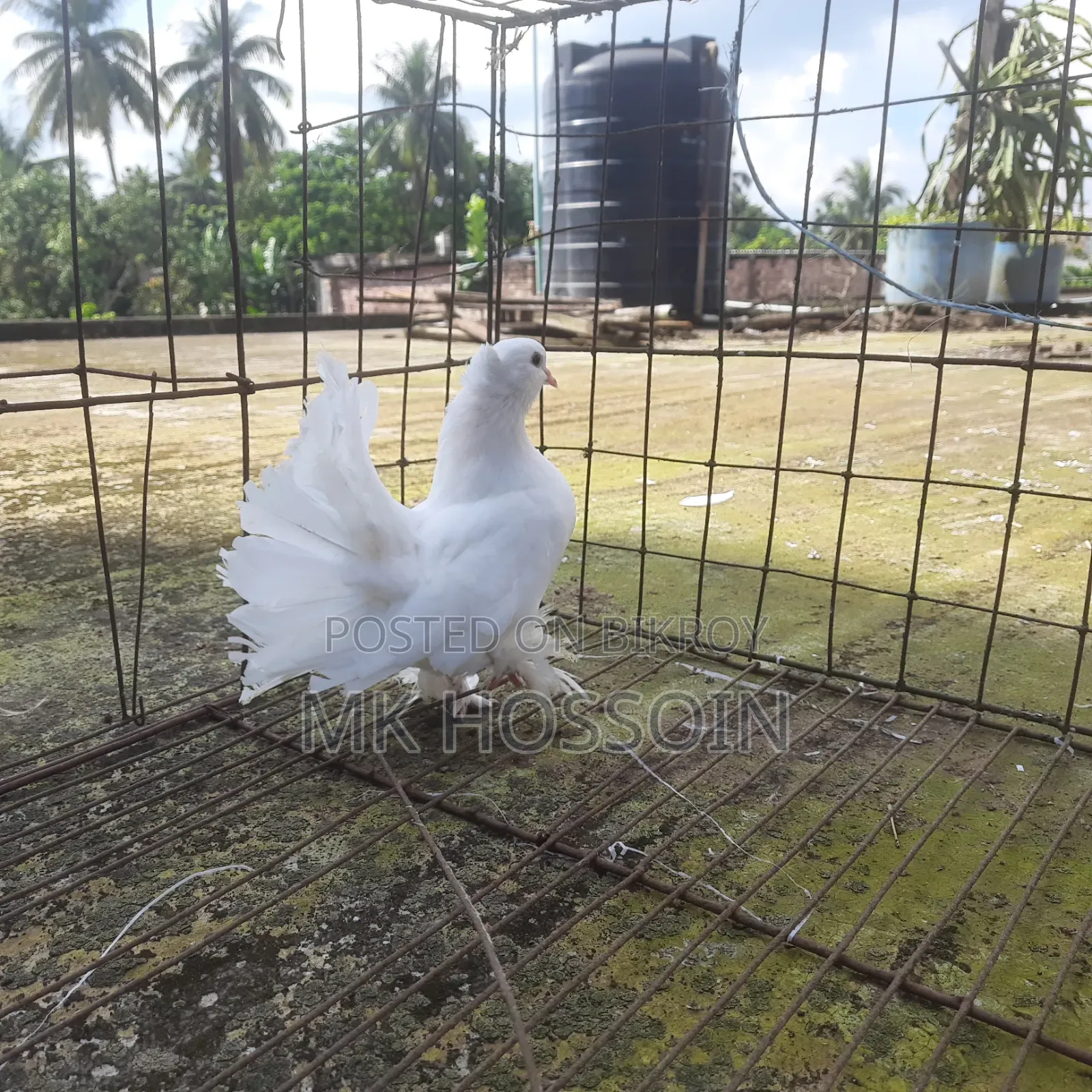 One piece white lakha female