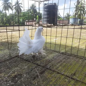 One piece white lakha female