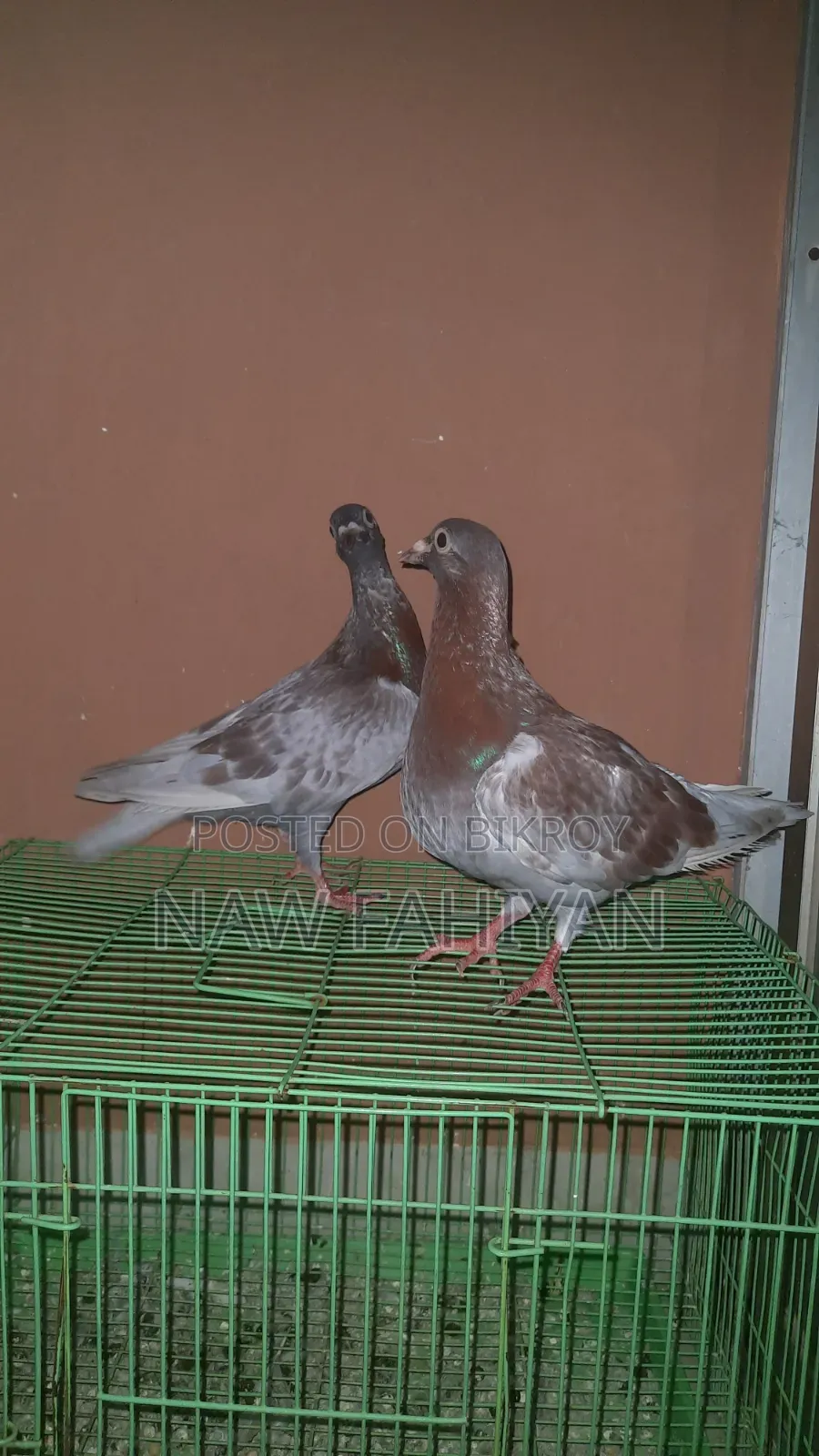 Racer Pigeon