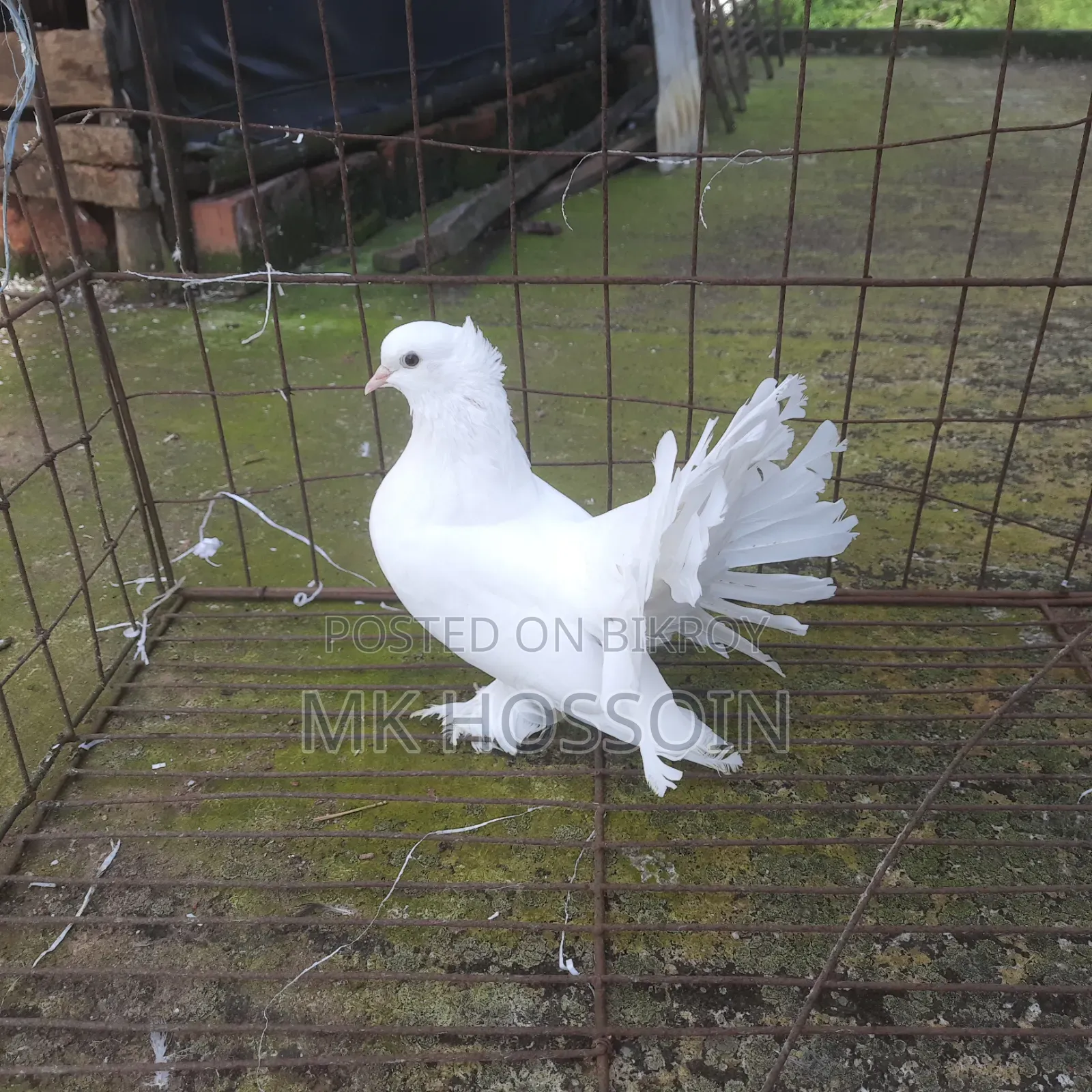 One piece white lakha female