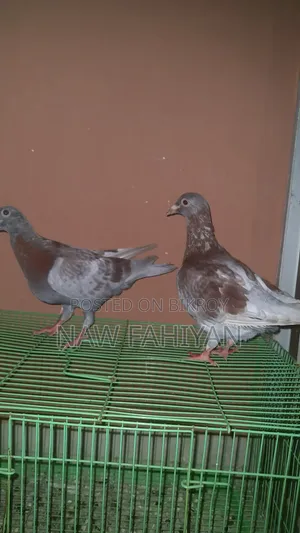 Racer Pigeon