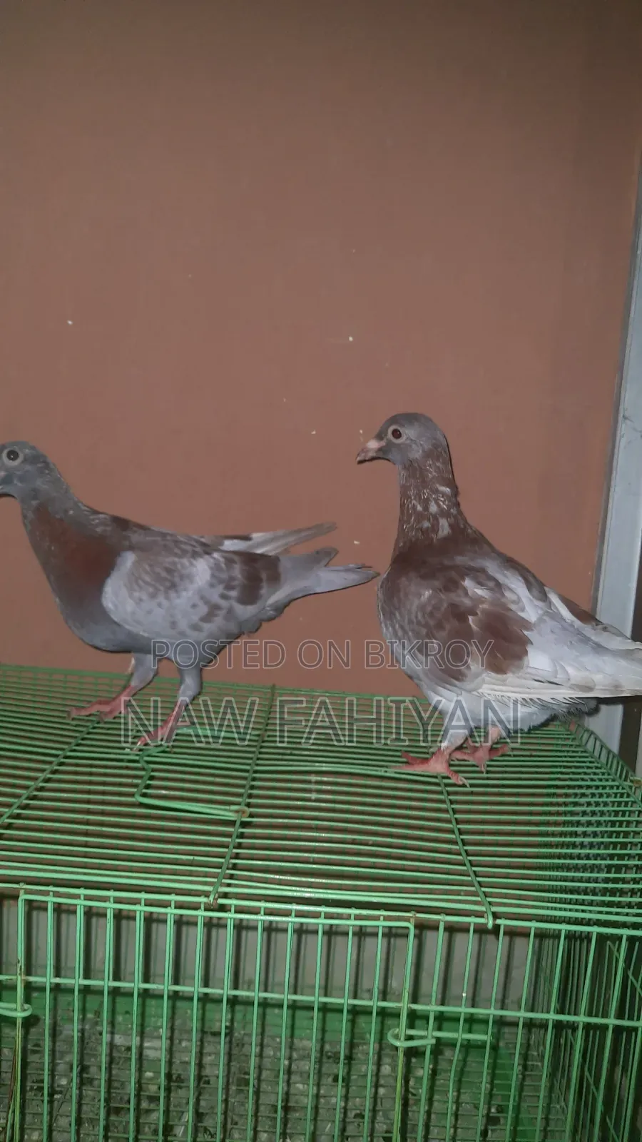Racer Pigeon