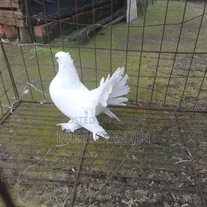 One piece white lakha female