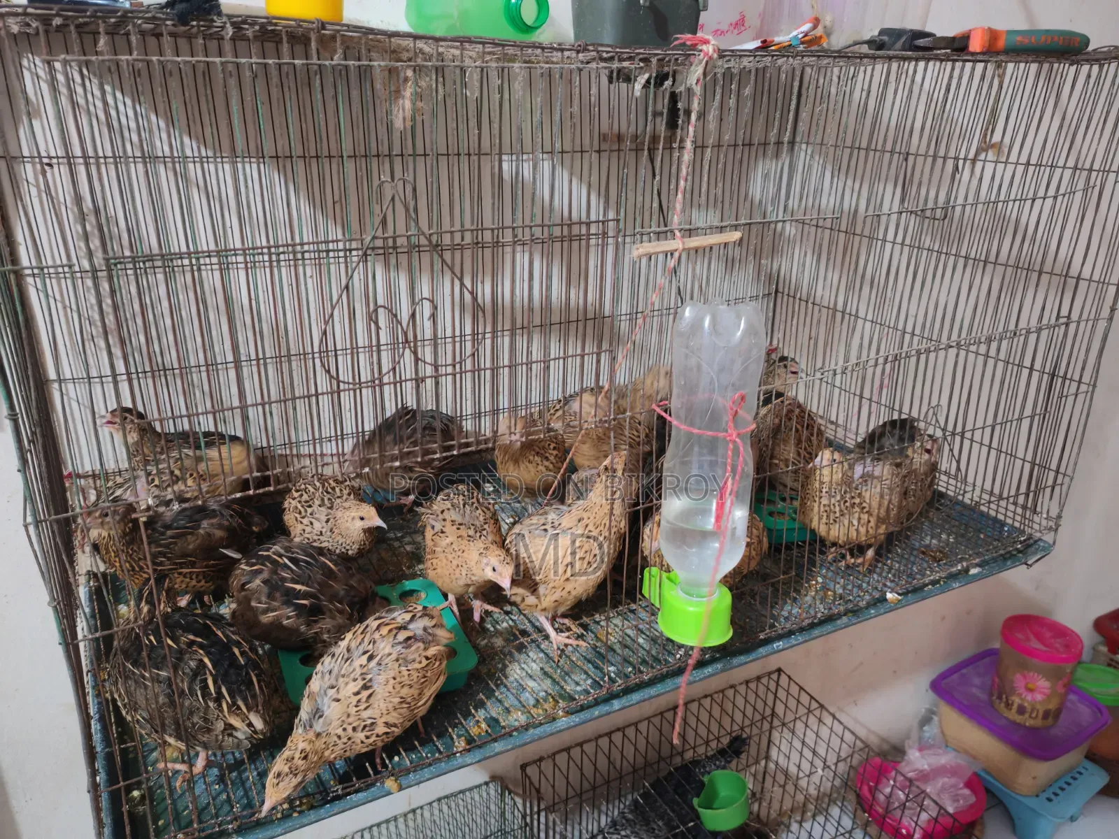 Quail Bird