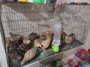 Quail Bird